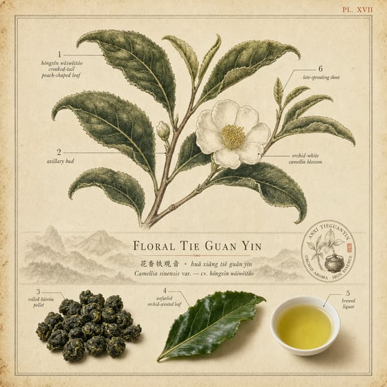Floral Tie Guan Yin
