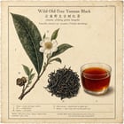 Antique Botanical Plate tea