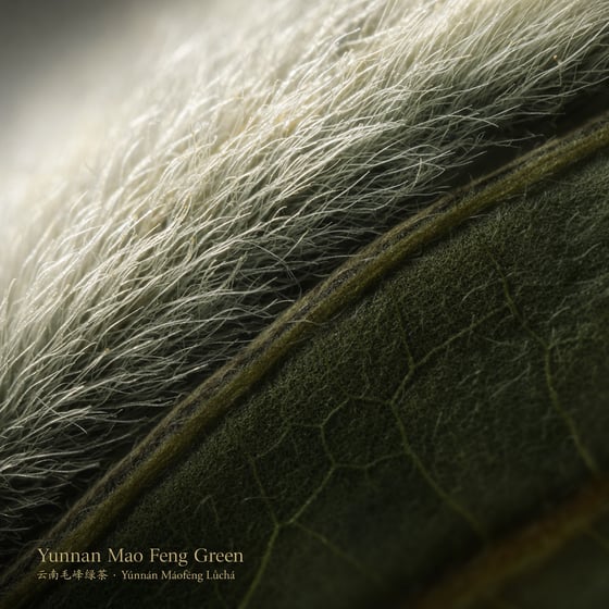 Yunnan Mao Feng Green Tea